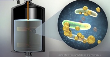 Visualization of biomining. Gold atoms accumulating on microbes
