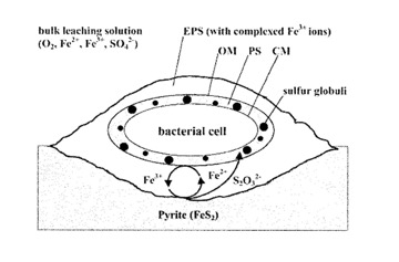 Diagram of bacterial cell mining pyrite.